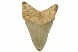 Fossil Megalodon Tooth - North Carolina #258129-1